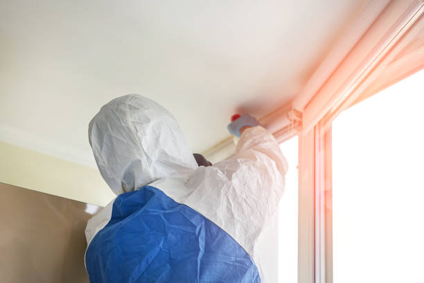 Best Attic Mold Removal  in Grapeland, TX